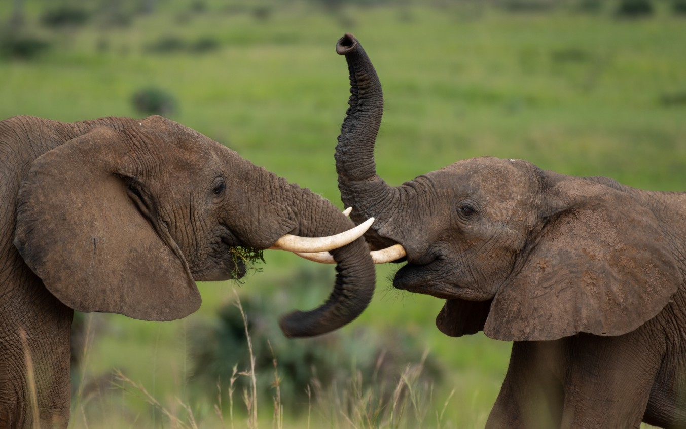 Murchison Falls Wildlife Tour